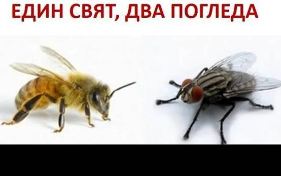 http://www.robzor.com/rhouse/zarazninormipravila123_files/image014.webp